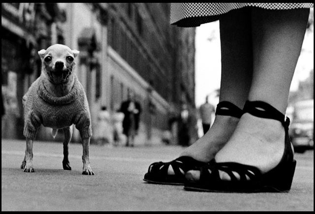 Elliott Erwitt – Retrospective